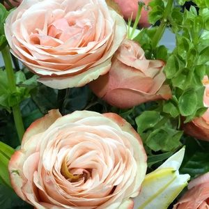 Meet your Posher, Lilia